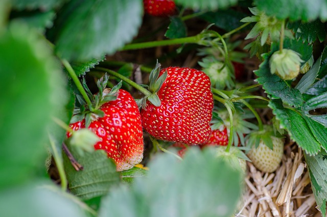 strawberries-7323943_640